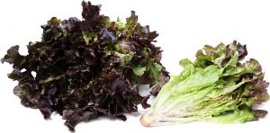 Mzr3ty Red Oak Lettuce