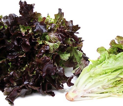 Mzr3ty Red Oak Lettuce