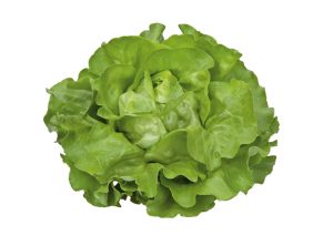 Mzr3ty Green Butterhead Lettuce