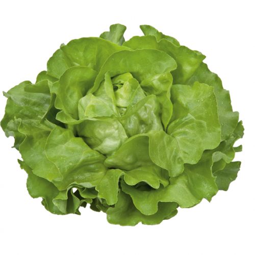 Mzr3ty Green Butterhead Lettuce